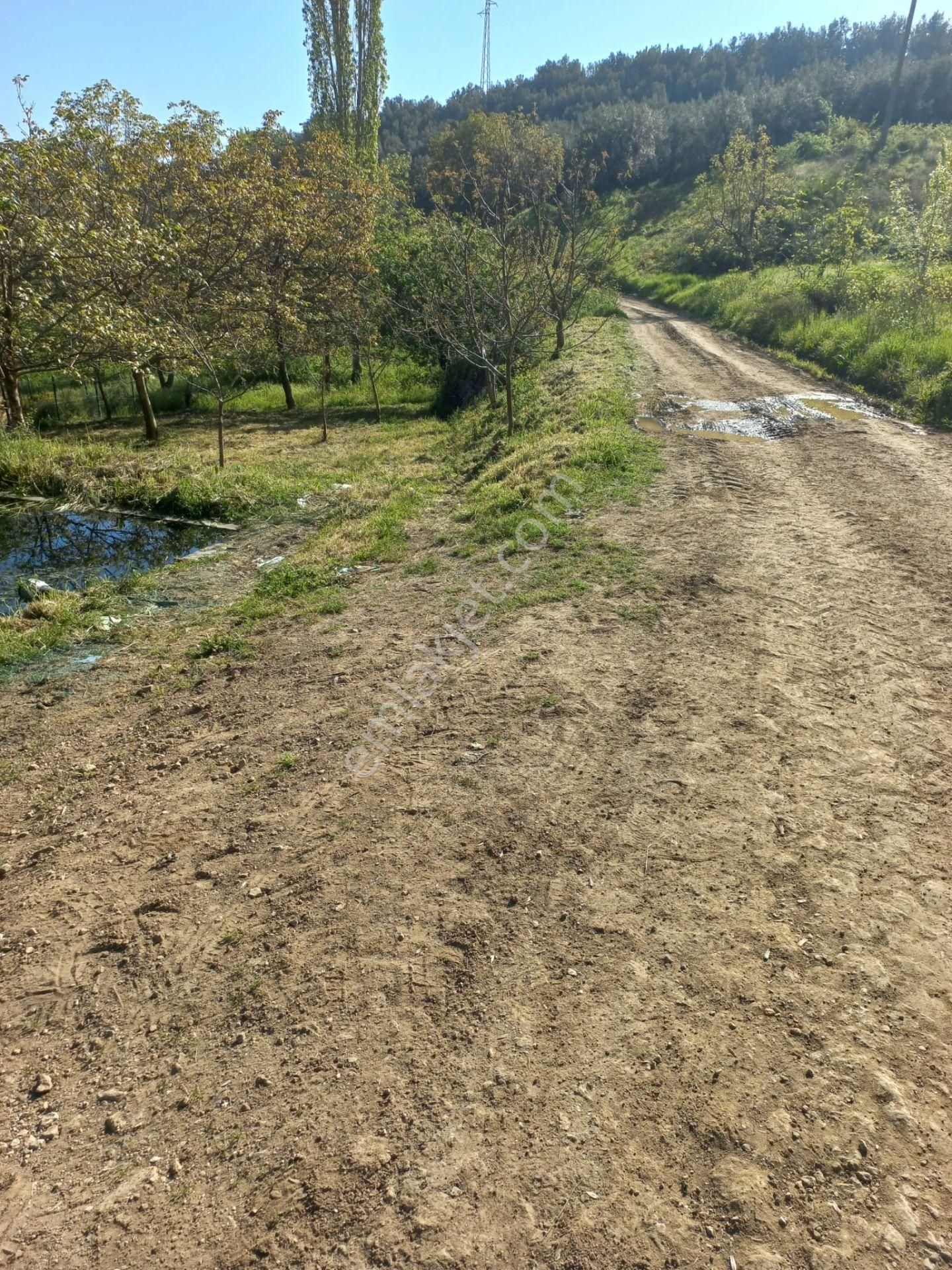 Bursa İznik Aydınlar Mahallesinde Hobi Bahçesi - Görsel 2