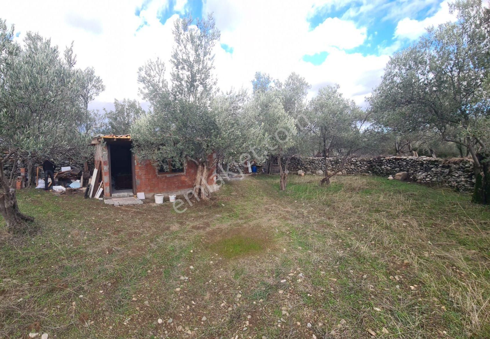 Edremit Zeytinli'de Satılık 1147 M2 Zeytinlik