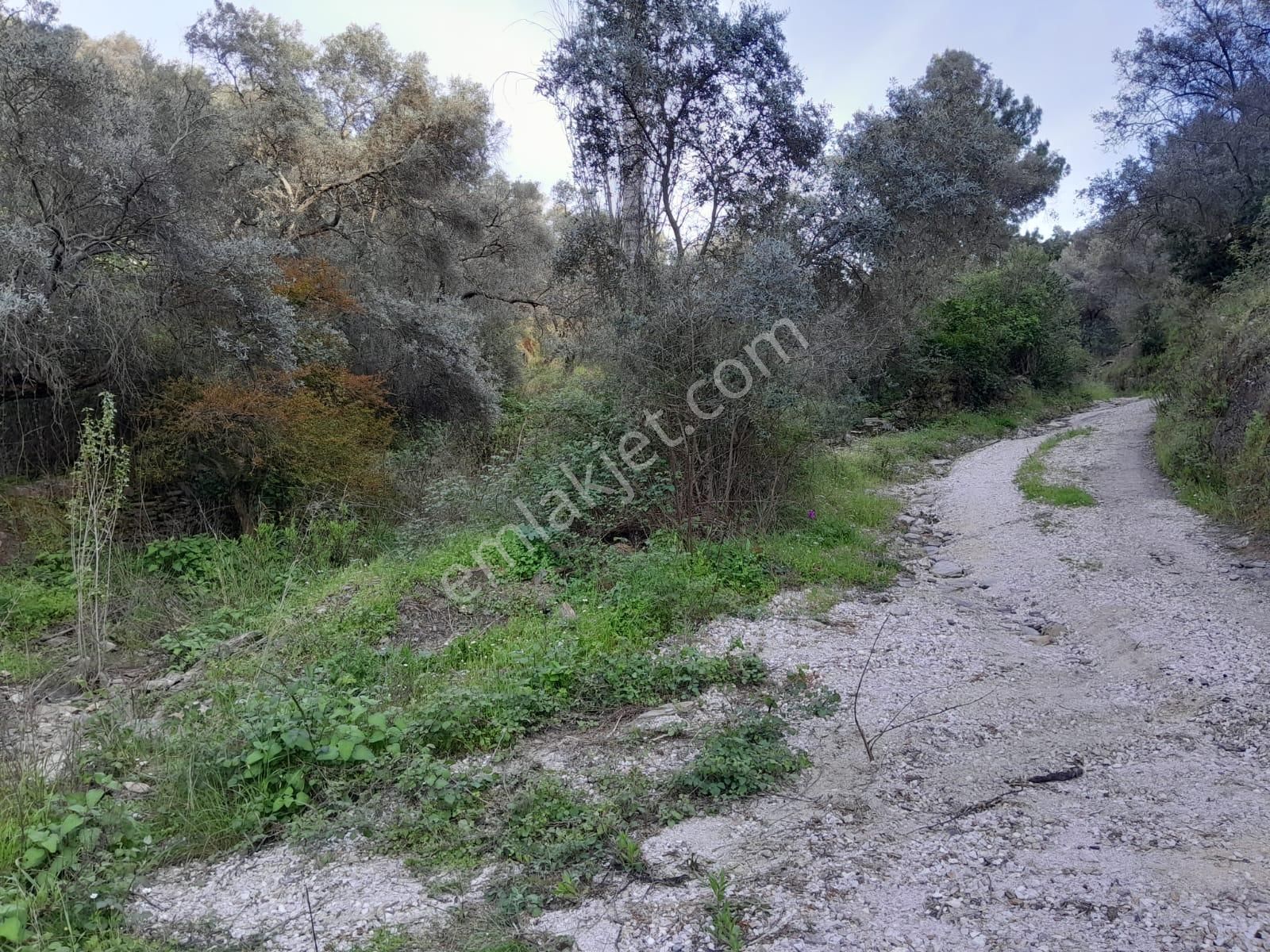 Muğla Milas Eğridere Mah De Satılık Zeytinlik