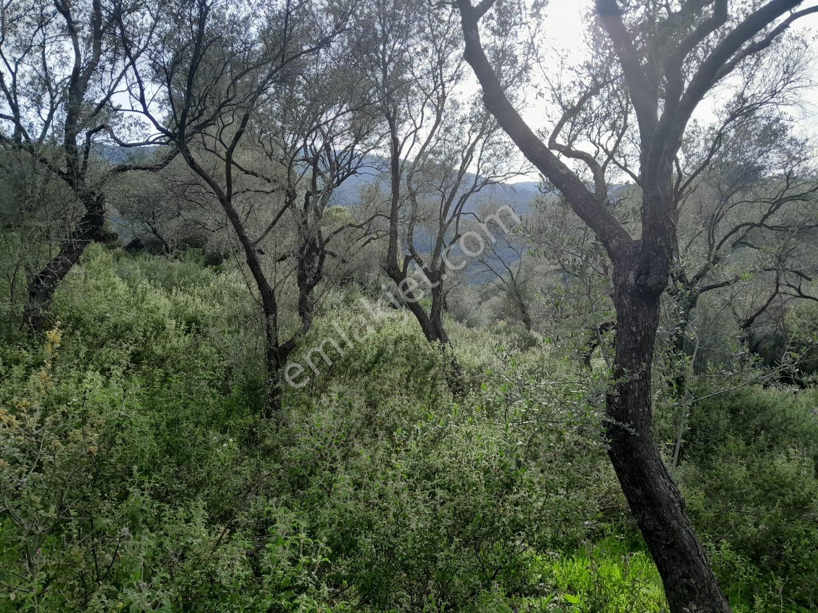 Muğla Milas Eğridere Mah De Satılık Zeytinlik Suat Yaşar Emlaktan