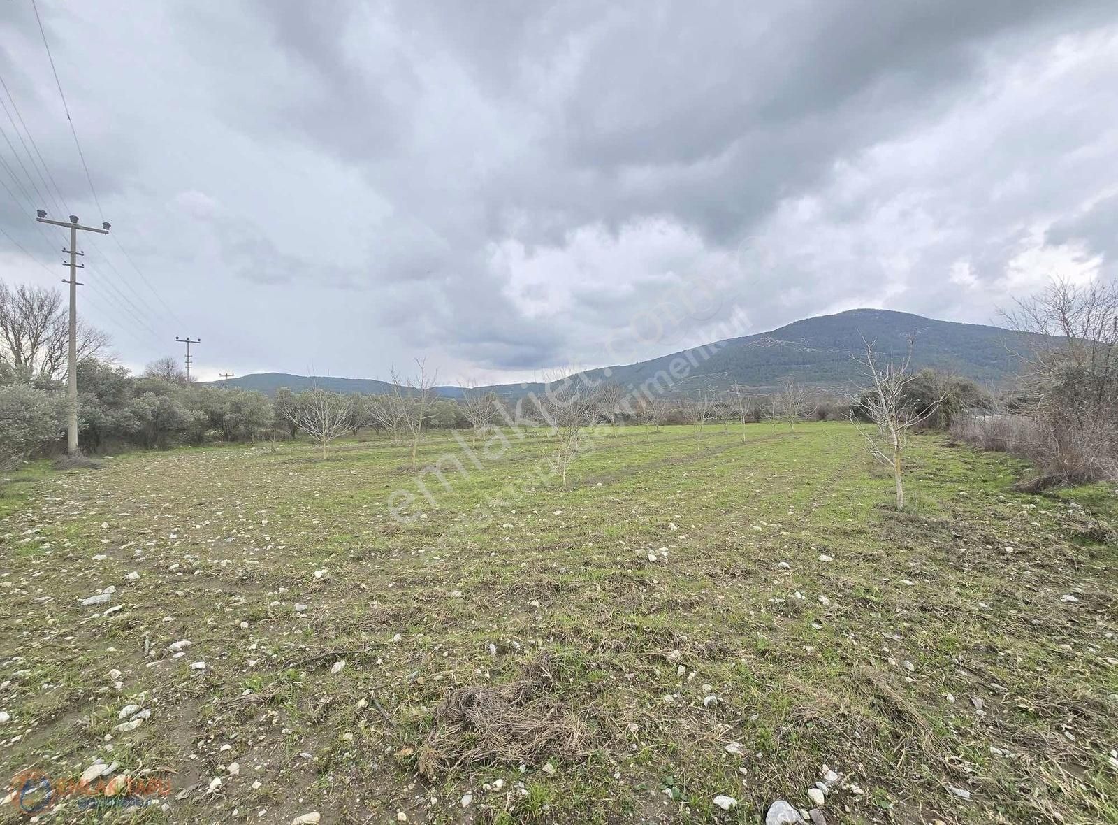 Muğla Menteşe Yeşilyurt Mahallesinde Satılık 4580 M2 Tarla