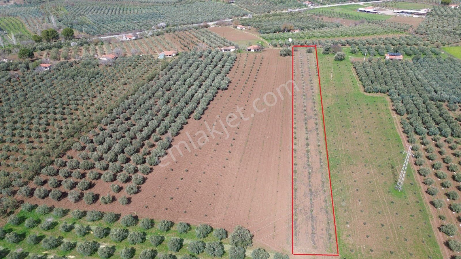Akhisar Karaköy'de Satılık Tek Tapu 4660 M2 Zeytinlik