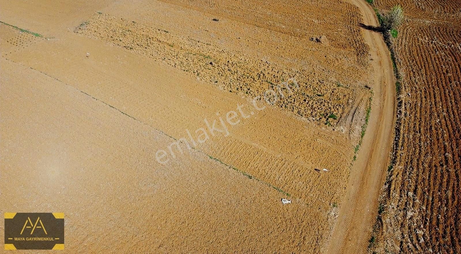 Tekirdağ Süleymanpaşa Ferhadanlı Mah.satılık Tarla