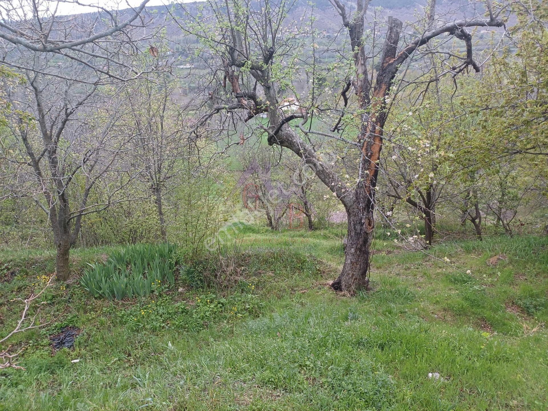 Kastamonu - Tosya Beşçam Mevkinde Satılık 3,5 Dönüm Bağ - Görsel 8