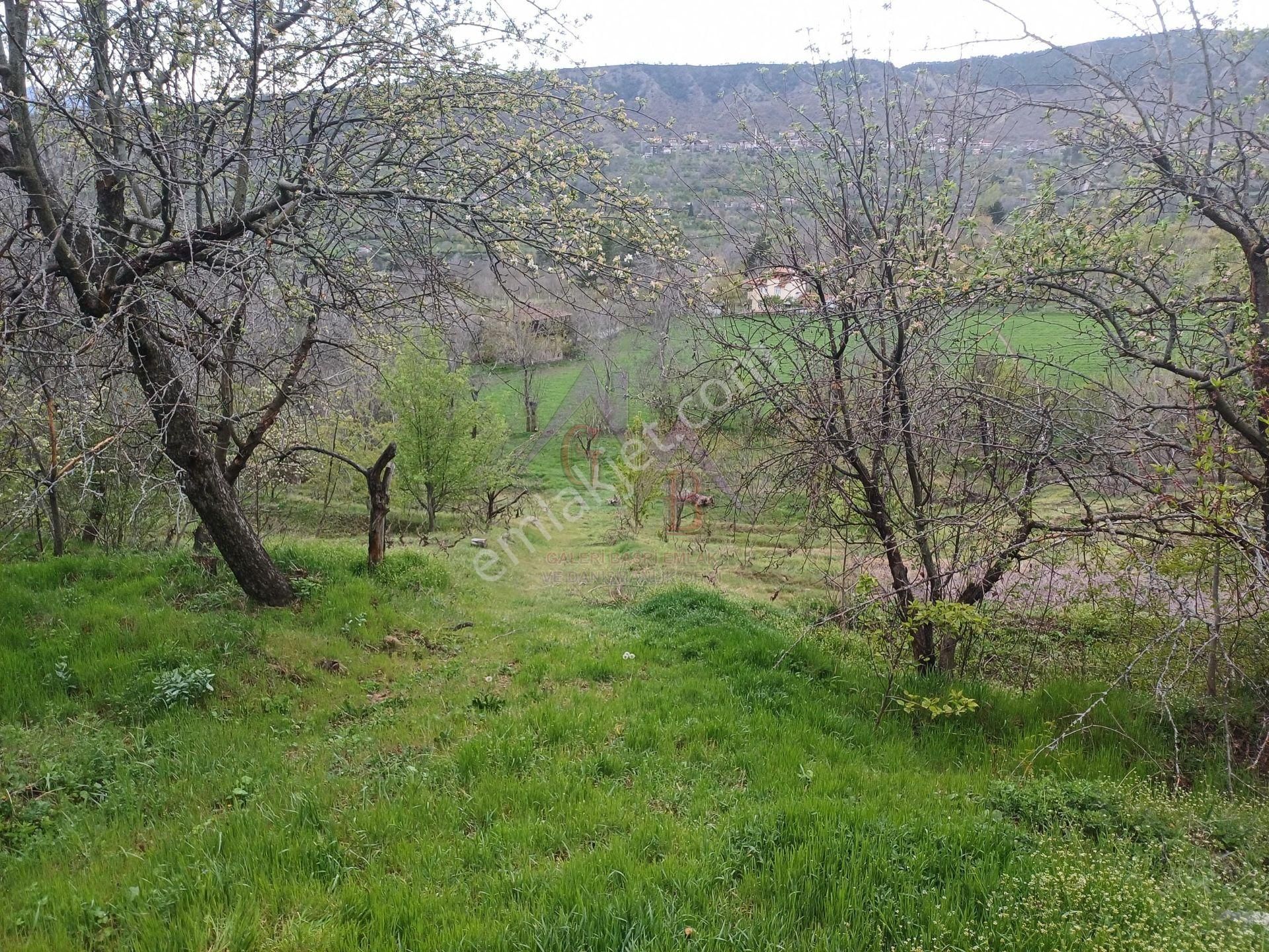 Kastamonu - Tosya Beşçam Mevkinde Satılık 3,5 Dönüm Bağ - Görsel 12