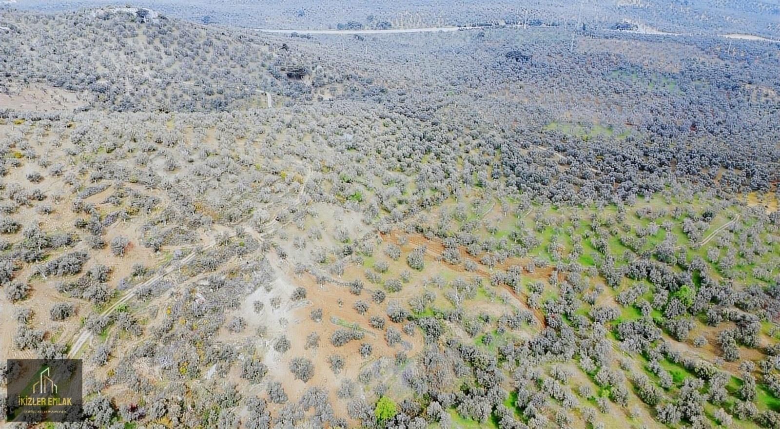 Burhaniye Pelitköy 5.114 M2 60 Ağaç Verimli Zeytimlik