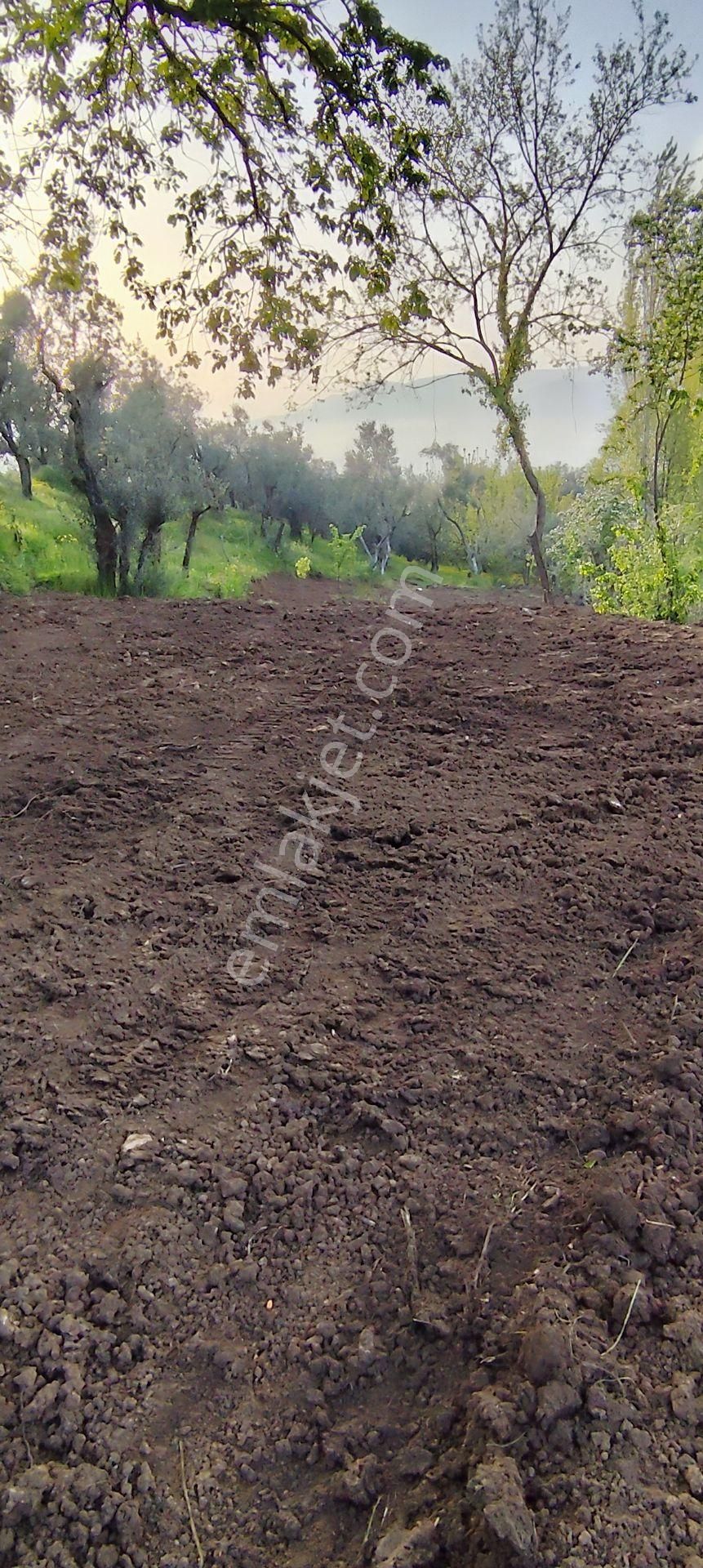 Sahibinden Satılık**resmi Yol Kenarı** Ahşap Evi Olan Arsa** - Görsel 13