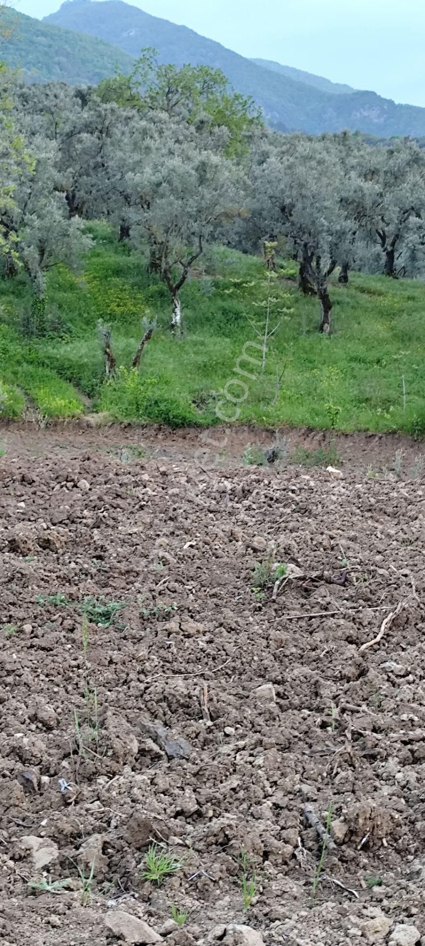 Sahibinden Satılık**resmi Yol Kenarı** Ahşap Evi Olan Arsa** - Görsel 14