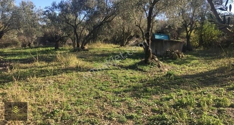 Umurbeyde İmar Sınırı Kadastral Yola Cepheli Bağ Vasfında Arazi