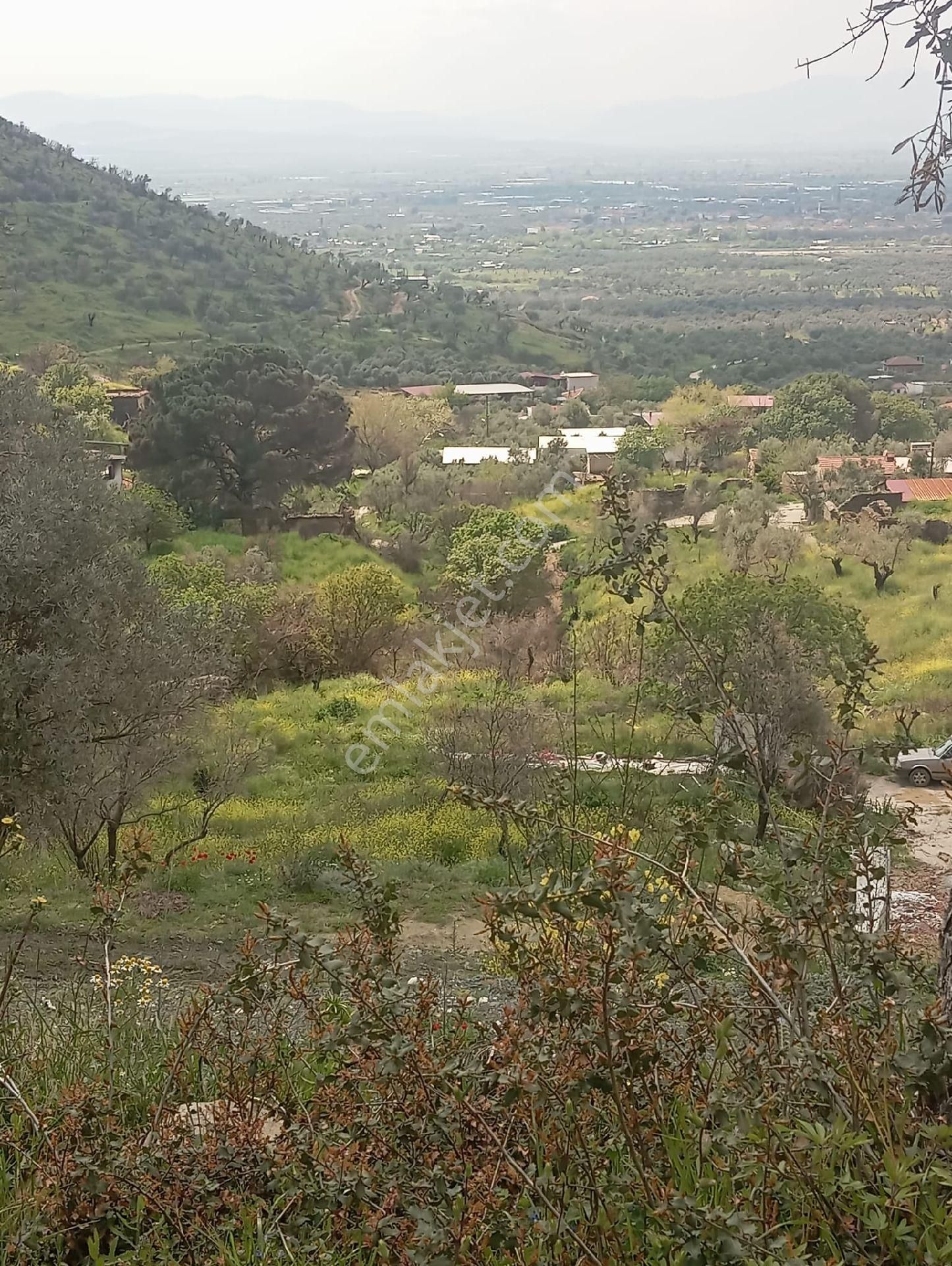 Zeytin Bahçesi