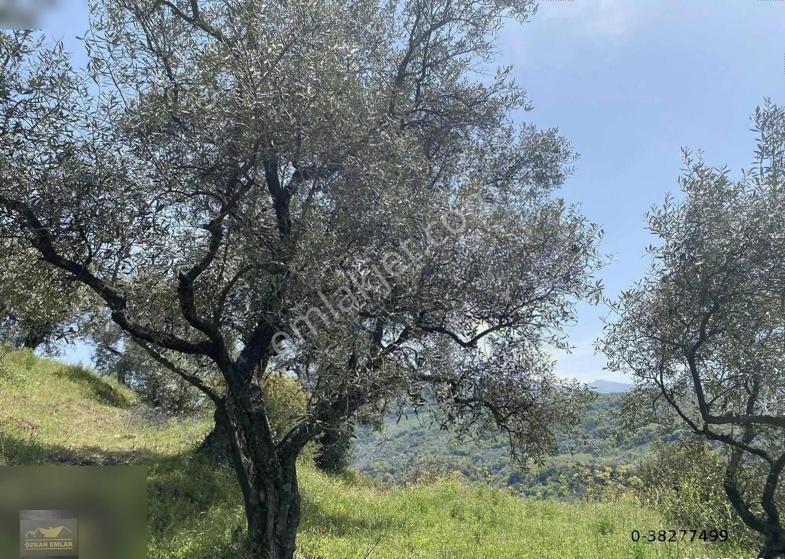 İzmir/ Tire De Satılık Zeytin Bahçesi - Görsel 3