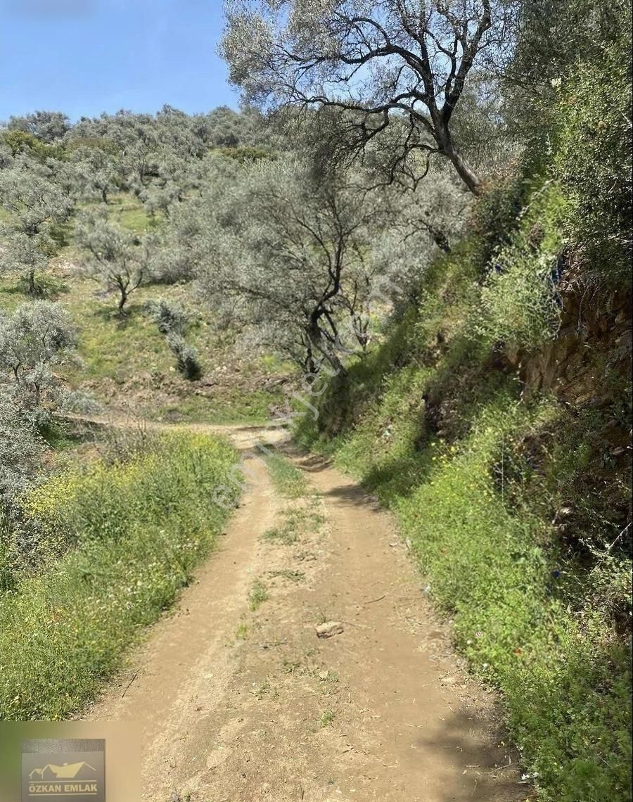 İzmir/ Tire De Satılık Zeytin Bahçesi - Görsel 9