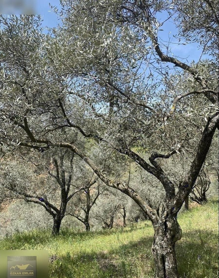 İzmir/ Tire De Satılık Zeytin Bahçesi - Görsel 8