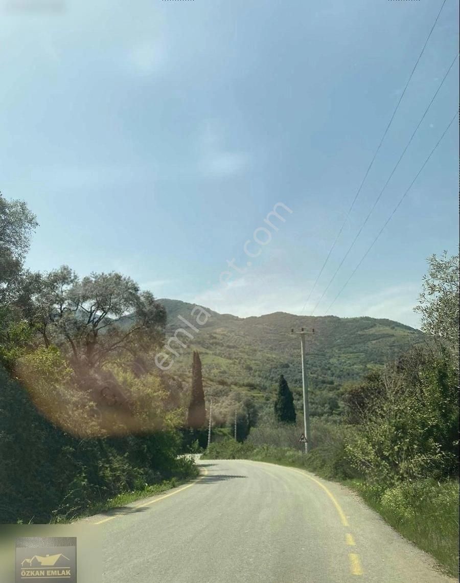 İzmir Tire De Satlık Zeytin Bahçesi
