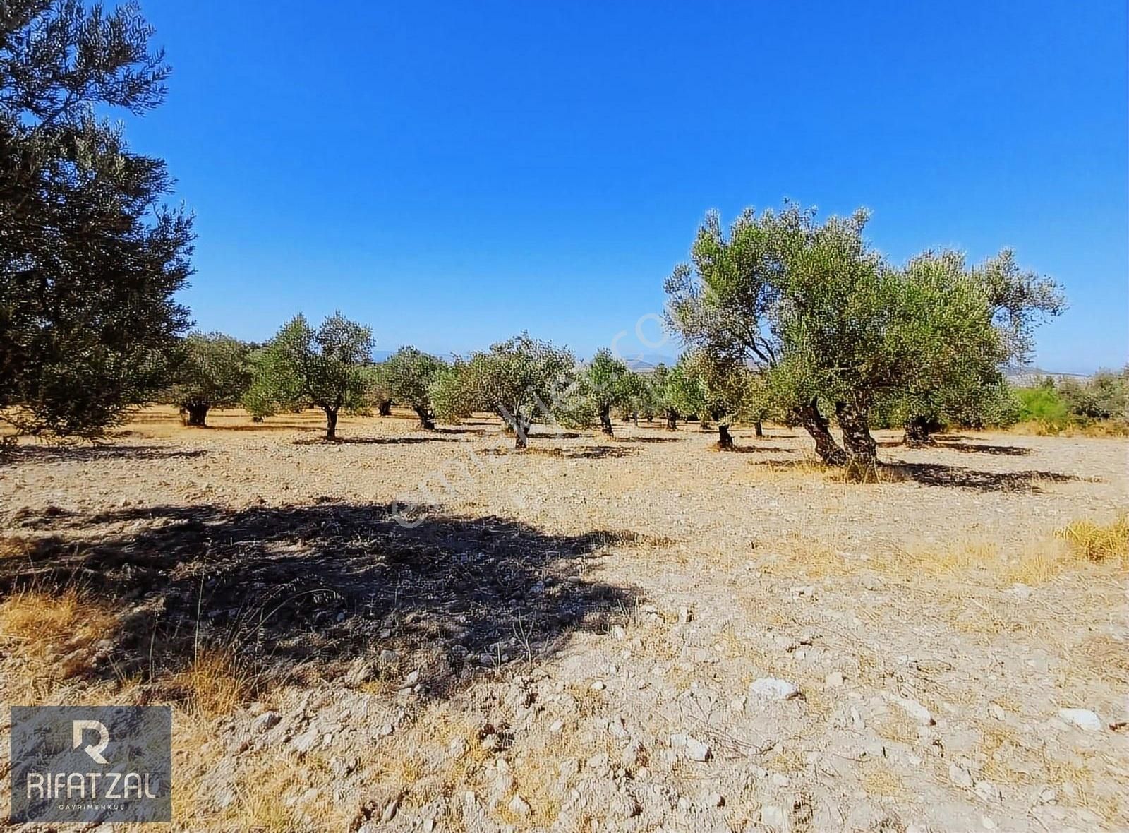 Ayvalık Gazikemalpaşa'da 3 Tapu 25280 M2 Satılık Zeytinlik