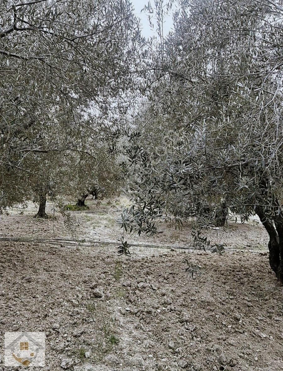 Çaltılı Mahallesi Yatırımlık Zeytin Bahçesi