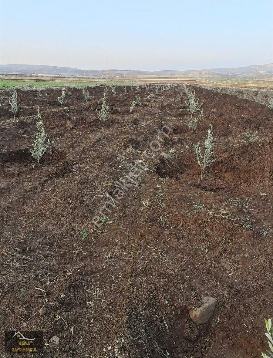 Aşina'dan Bostancık Mahallesin'de Satılık Zeytin Tarlası Kuyulu