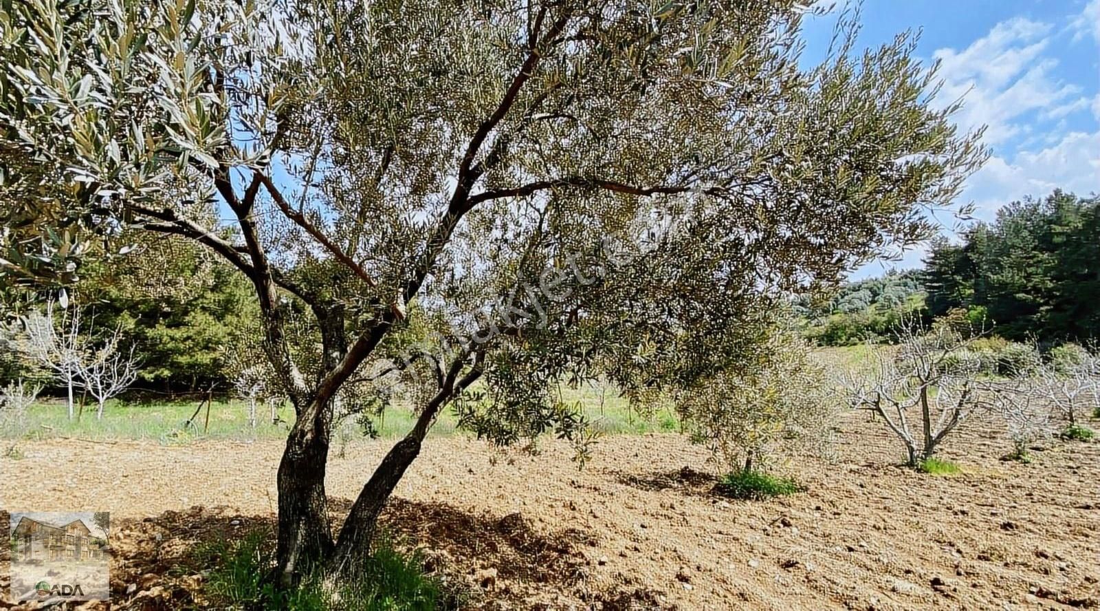Buca Karacaağaç'ta Tek Tapu