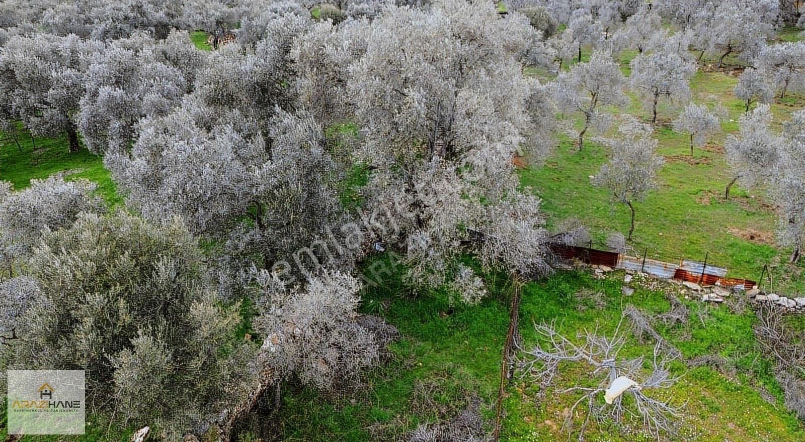 Doğa İle Başbaşa Asfalt Yola Sıfır Köyün Dibinde Hobi Bahçesi - Görsel 2