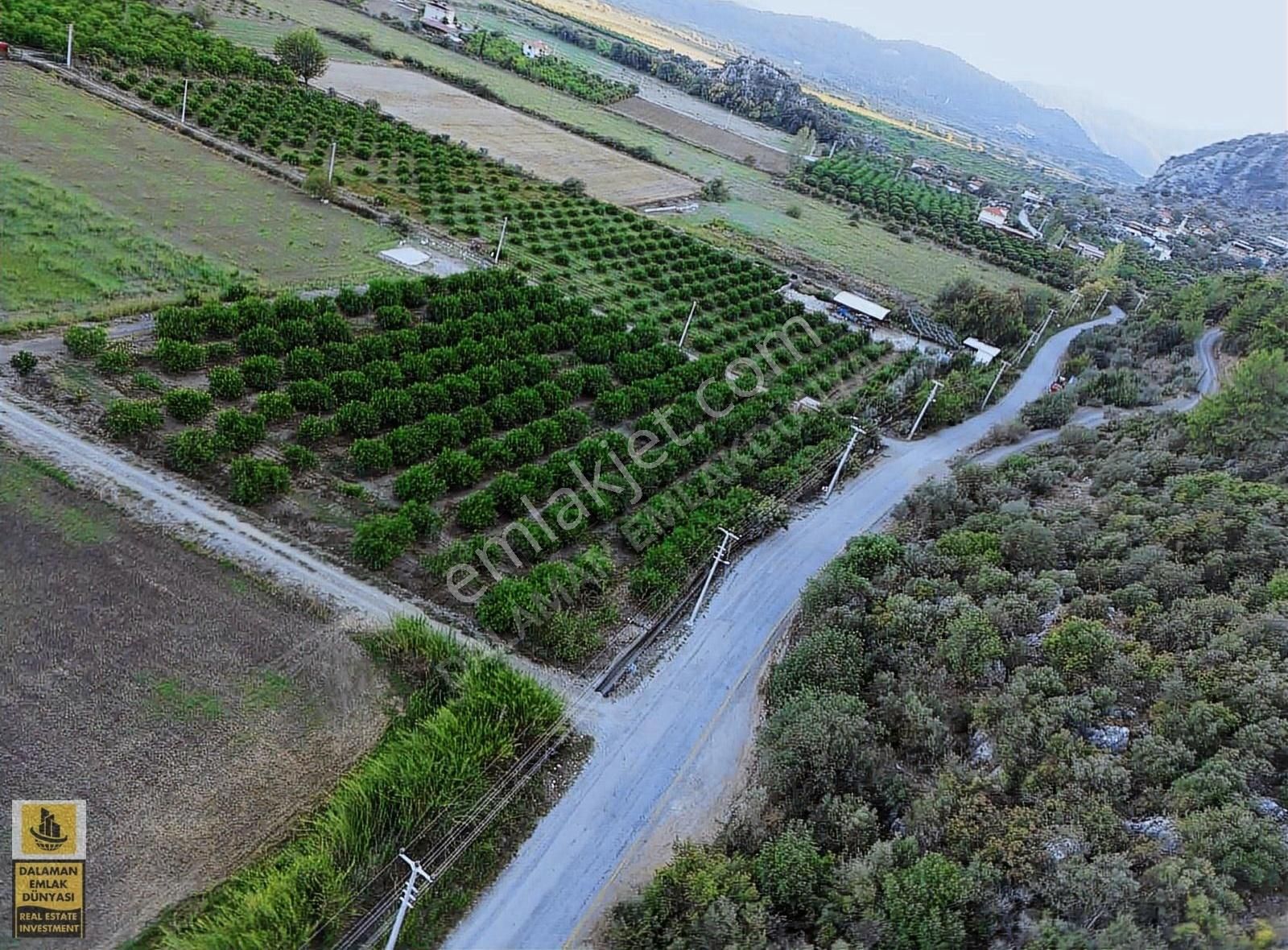 Dalaman Emlak Dünyasından Satılık Limon Tarlası