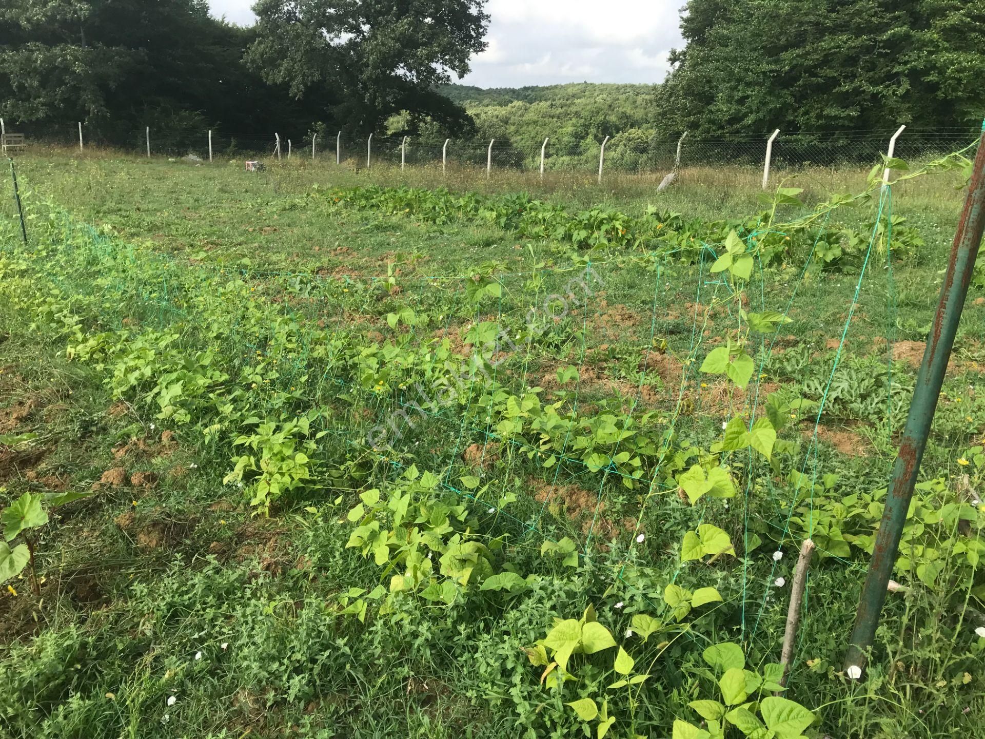 Derince Tahtalıda Ormana Ve Resmi Kadastro Yola Cephe 2316 M2