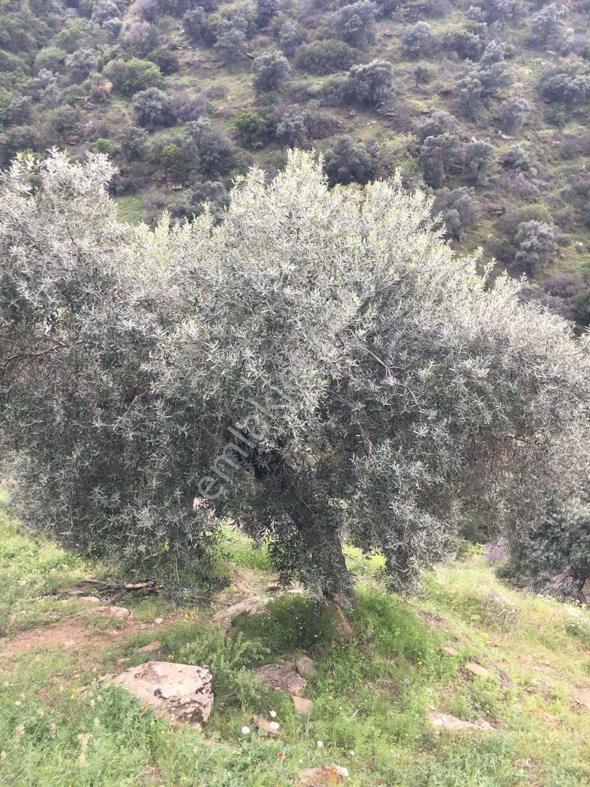 Aydın Nazilli Yöntem Emlaktan Yenipazar Alioğullar Mahallesinde Satılık Zeytinlik