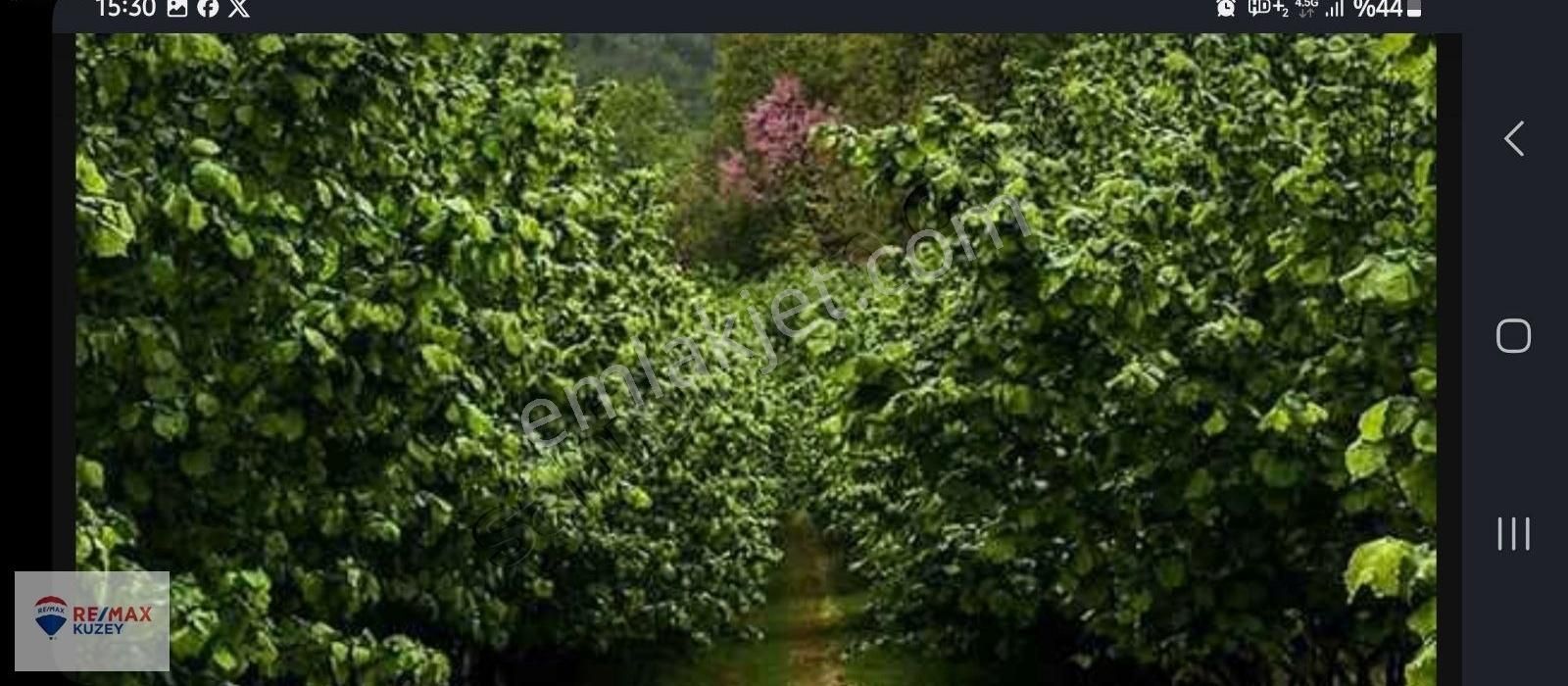 Terme Ahmetbey'de Yola Cephe Satılık Fındık Bahçesi