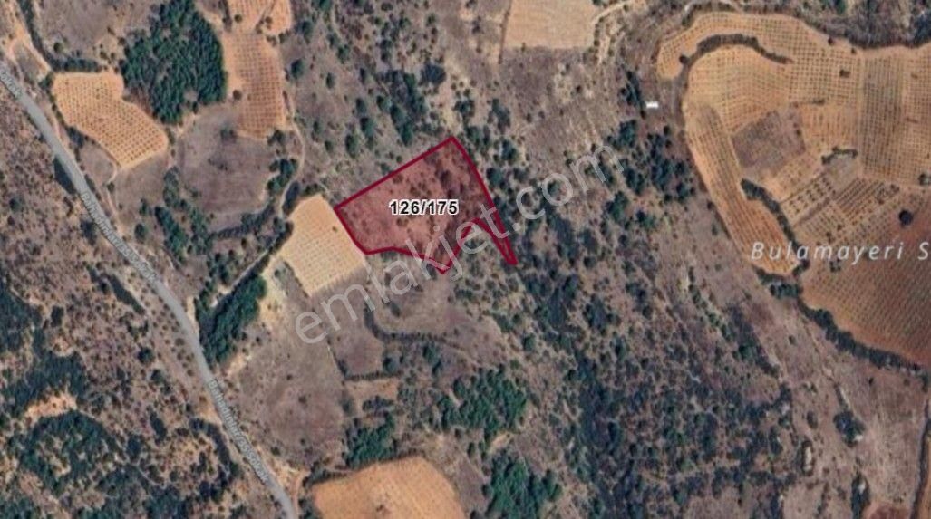 Denizli Çal Bahadınlar 6.432 M² Bağ Satılıktır