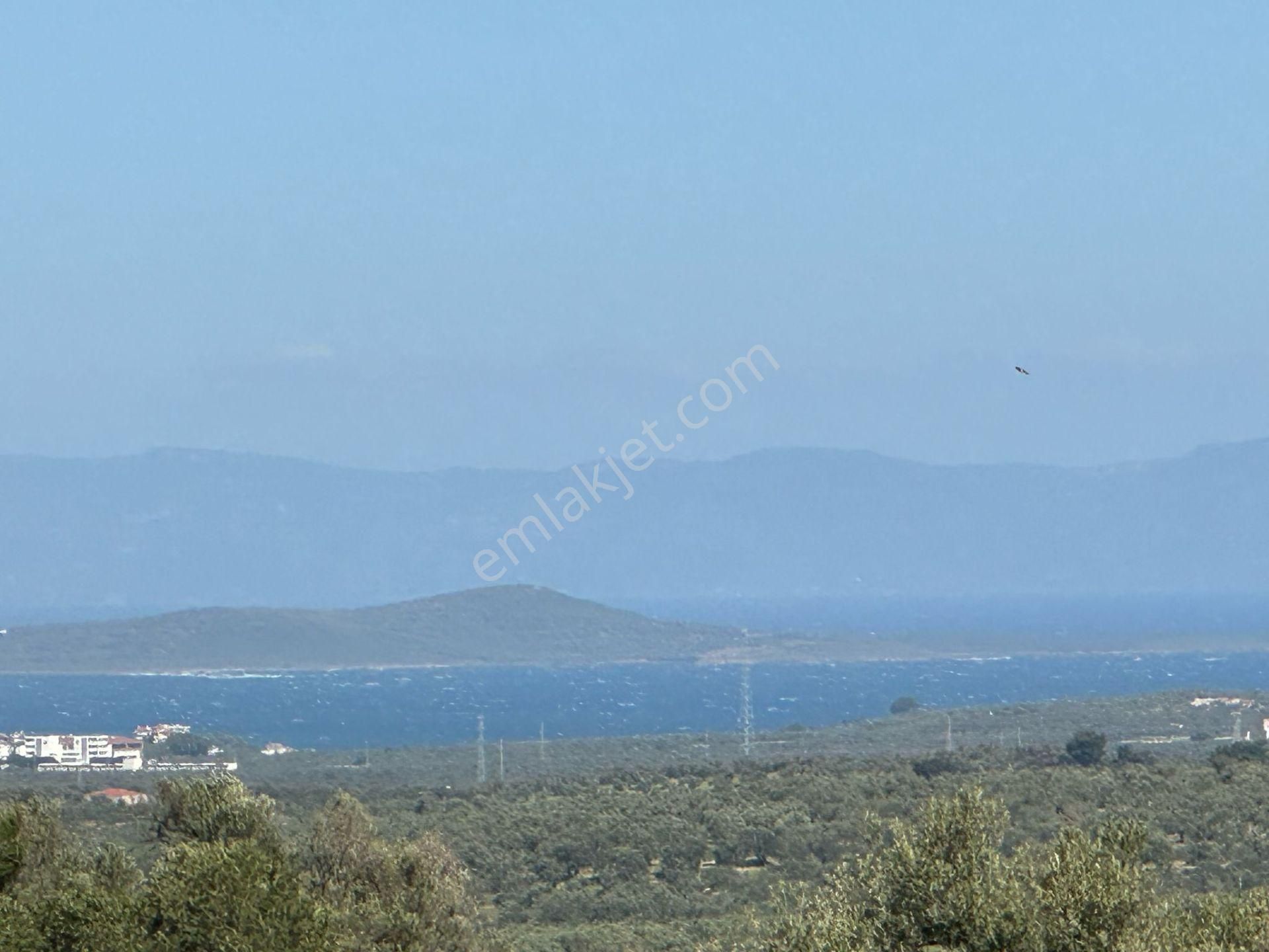 Premar Ayvada'dan Ayvalık Mutluda Deniz Manzaralı 21 Dönüm Bakımlı Zeytinlik