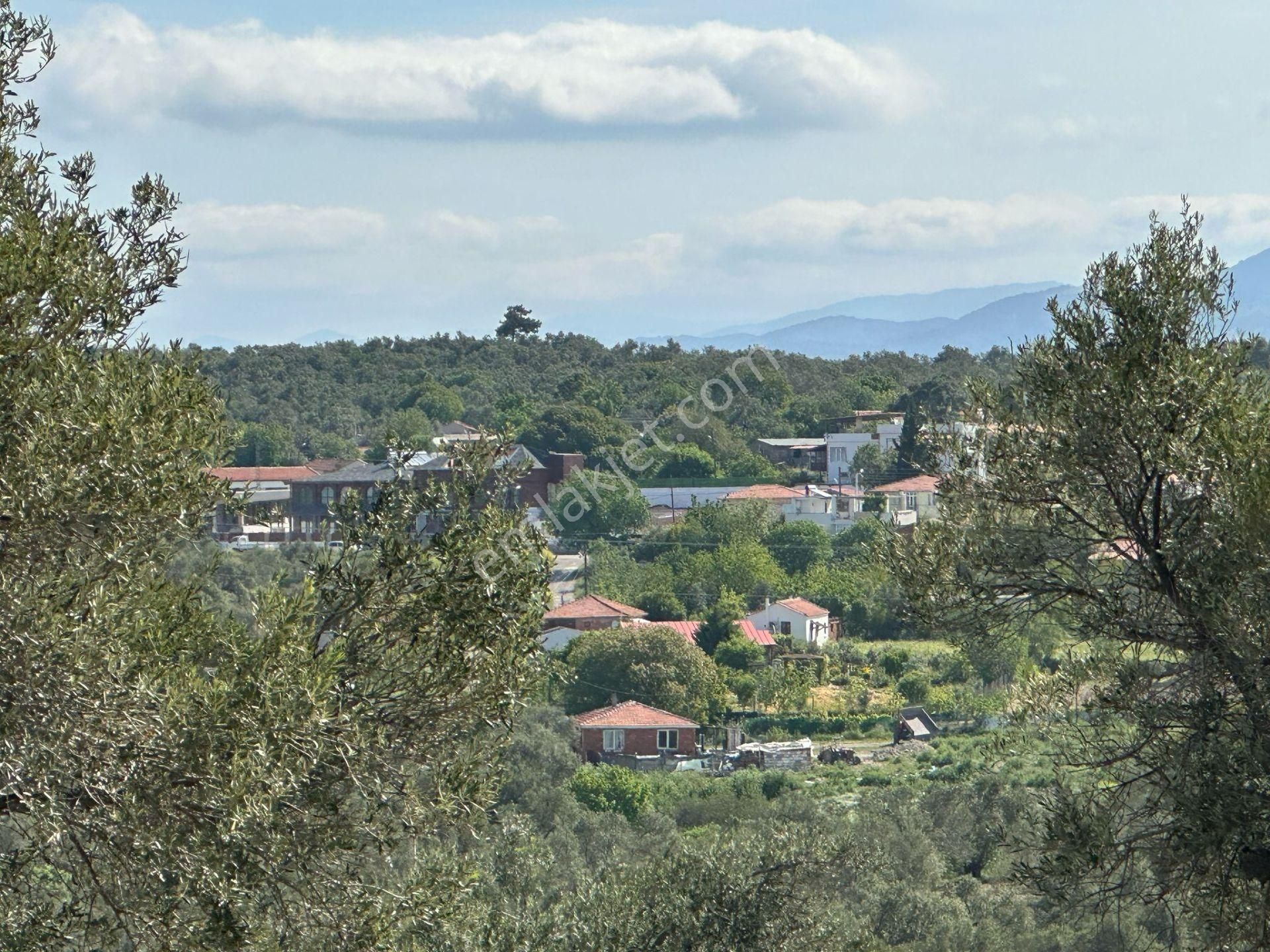 Premar Ayvada'dan Ayvalık Mutluda Deniz Manzaralı 21 Dönüm Bakımlı Zeytinlik - Görsel 11