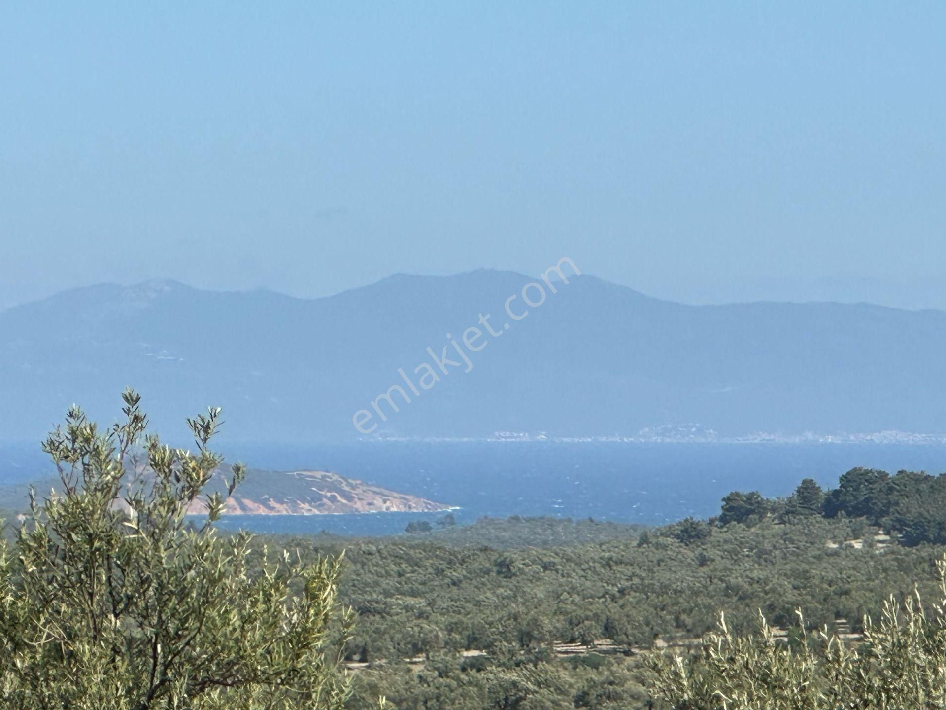 Premar Ayvada'dan Ayvalık Mutluda Deniz Manzaralı 21 Dönüm Bakımlı Zeytinlik - Görsel 2
