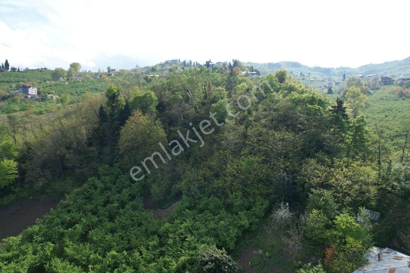 Trabzon Maçka Armağan Mah Satılık 2500m2 Arazi