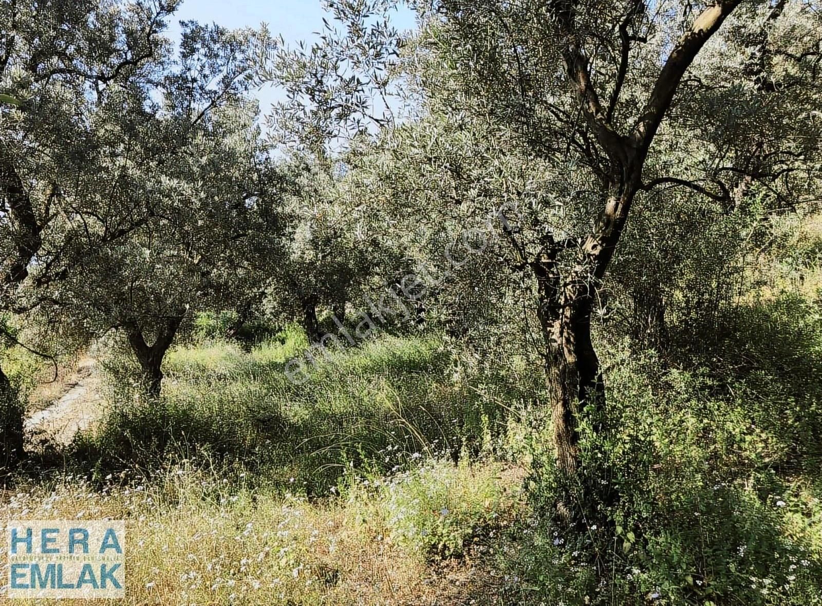Kelepir Köy İçi Hobi Bahçesi, Göl Manzaralı, Resmi Yola Cephe - Görsel 25