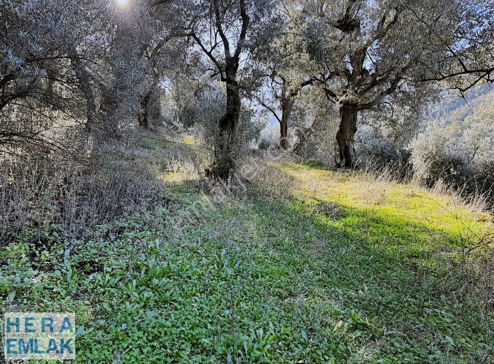 Kelepir Köy İçi Hobi Bahçesi, Göl Manzaralı, Resmi Yola Cephe - Görsel 6