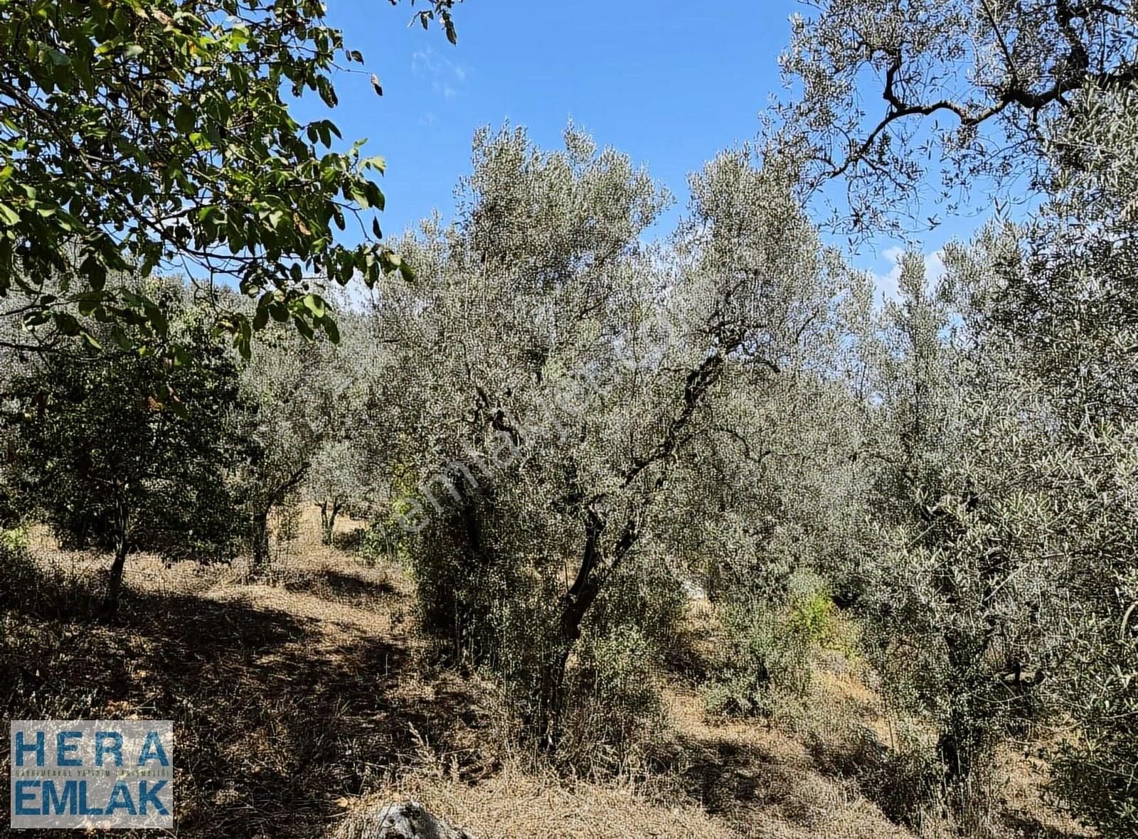 Kelepir Köy İçi Hobi Bahçesi, Göl Manzaralı, Resmi Yola Cephe - Görsel 29