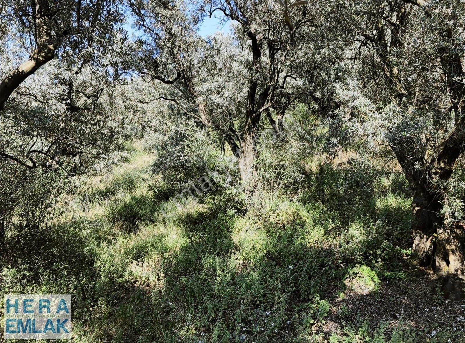 Kelepir Köy İçi Hobi Bahçesi, Göl Manzaralı, Resmi Yola Cephe - Görsel 33