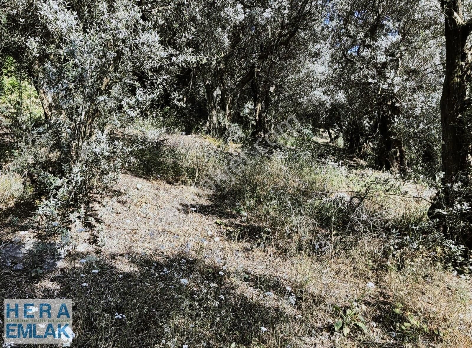 Kelepir Köy İçi Hobi Bahçesi, Göl Manzaralı, Resmi Yola Cephe - Görsel 15