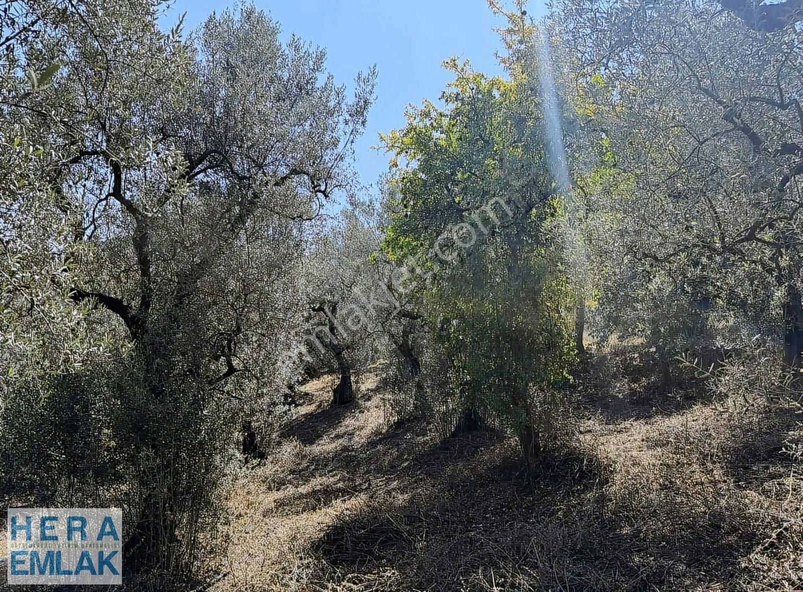 Kelepir Köy İçi Hobi Bahçesi, Göl Manzaralı, Resmi Yola Cephe - Görsel 13