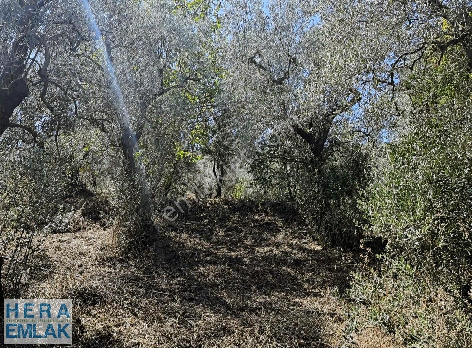 Kelepir Köy İçi Hobi Bahçesi, Göl Manzaralı, Resmi Yola Cephe - Görsel 12