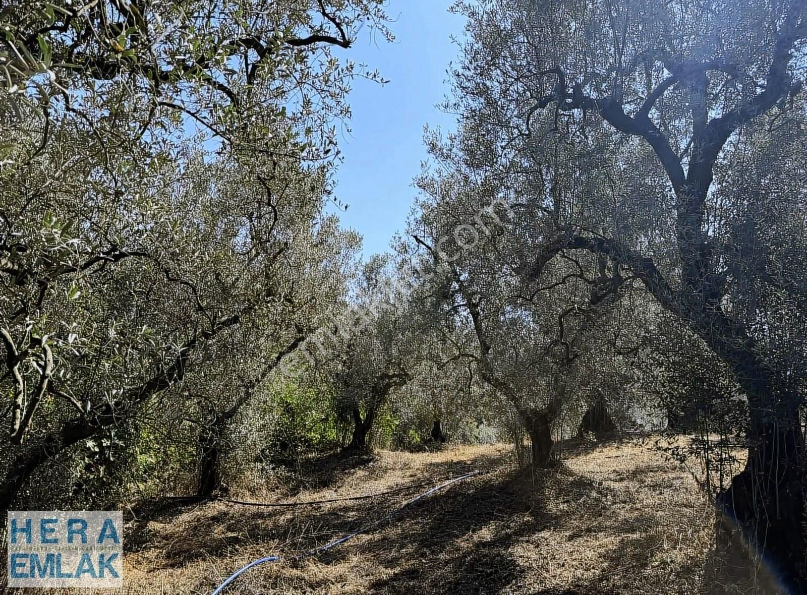Kelepir Köy İçi Hobi Bahçesi, Göl Manzaralı, Resmi Yola Cephe - Görsel 22