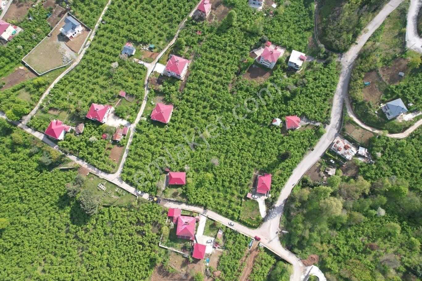 Maçka Armağan Mah Satılık 3 Dönüm Fındık Bahçesi