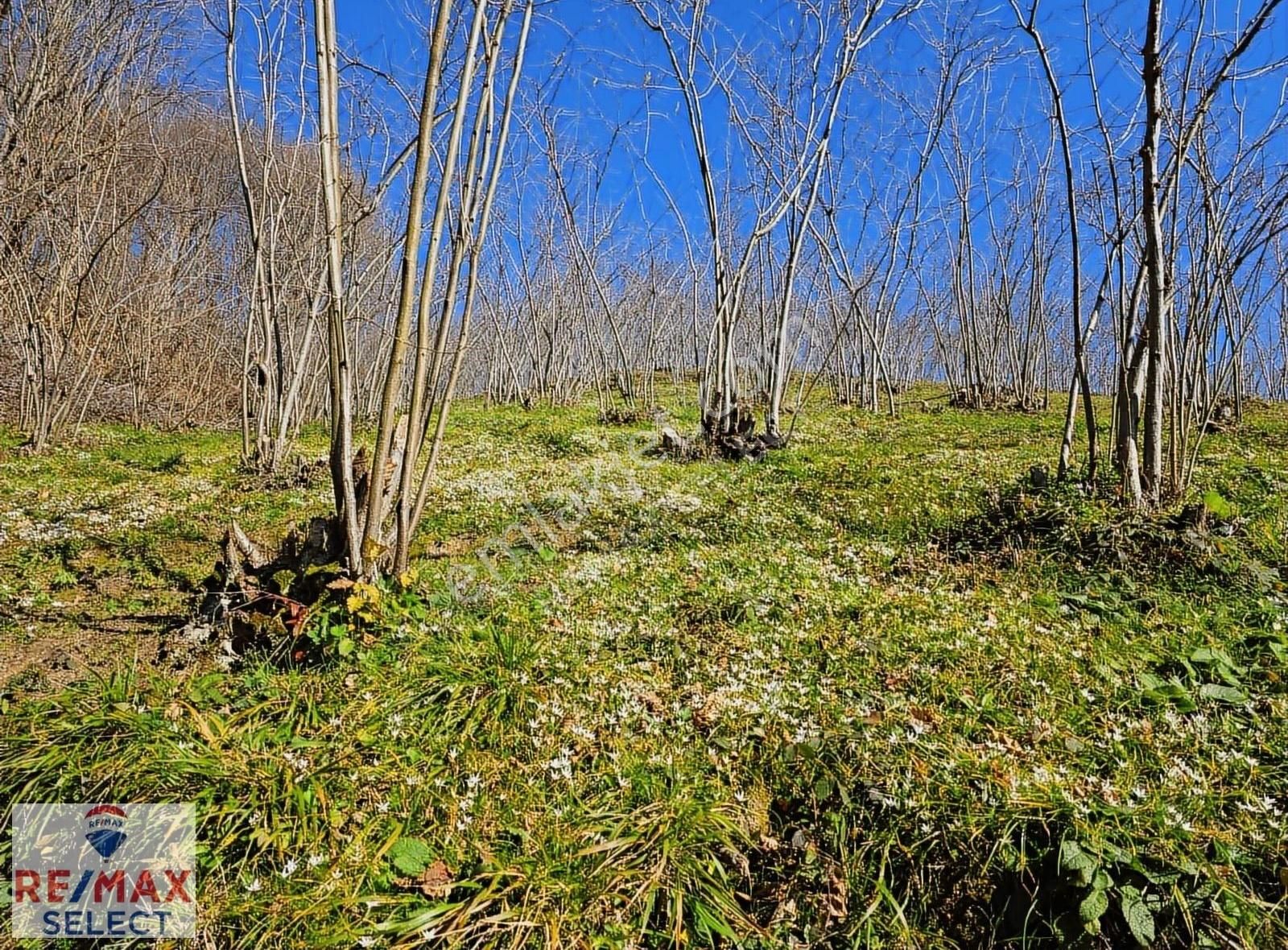Acil Sakarya Akyazı Satılık 2635 M2 Bağ Bahçe