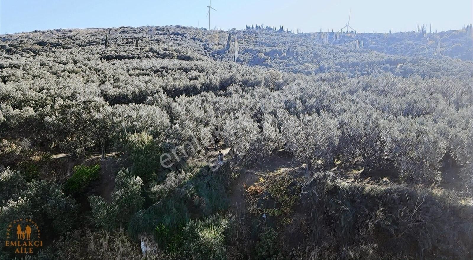 Edincik'te Manzaralı 2300 M² Satılık Zeytinlik - Görsel 20