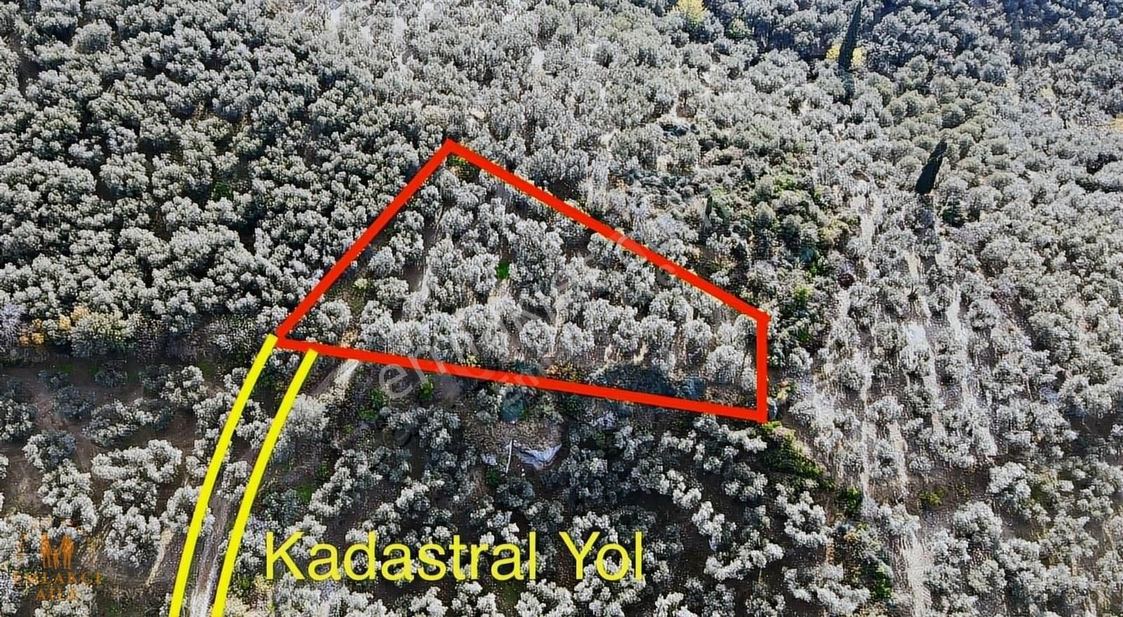 Edincik'te Manzaralı 2300 M² Satılık Zeytinlik - Görsel 6