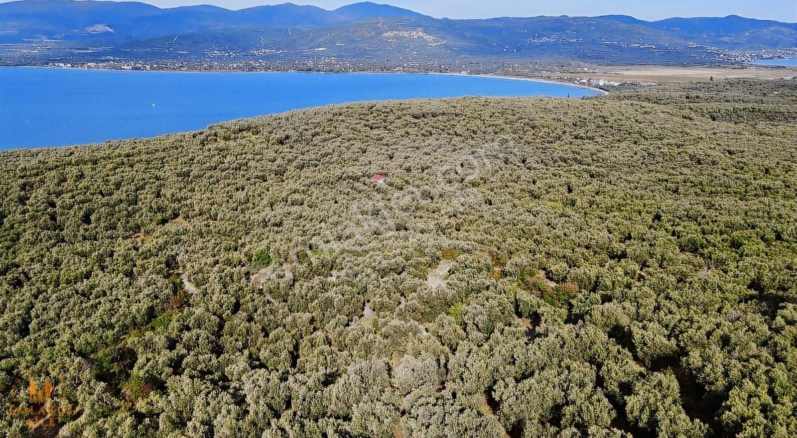 Edincik'te Manzaralı 2300 M² Satılık Zeytinlik - Görsel 14