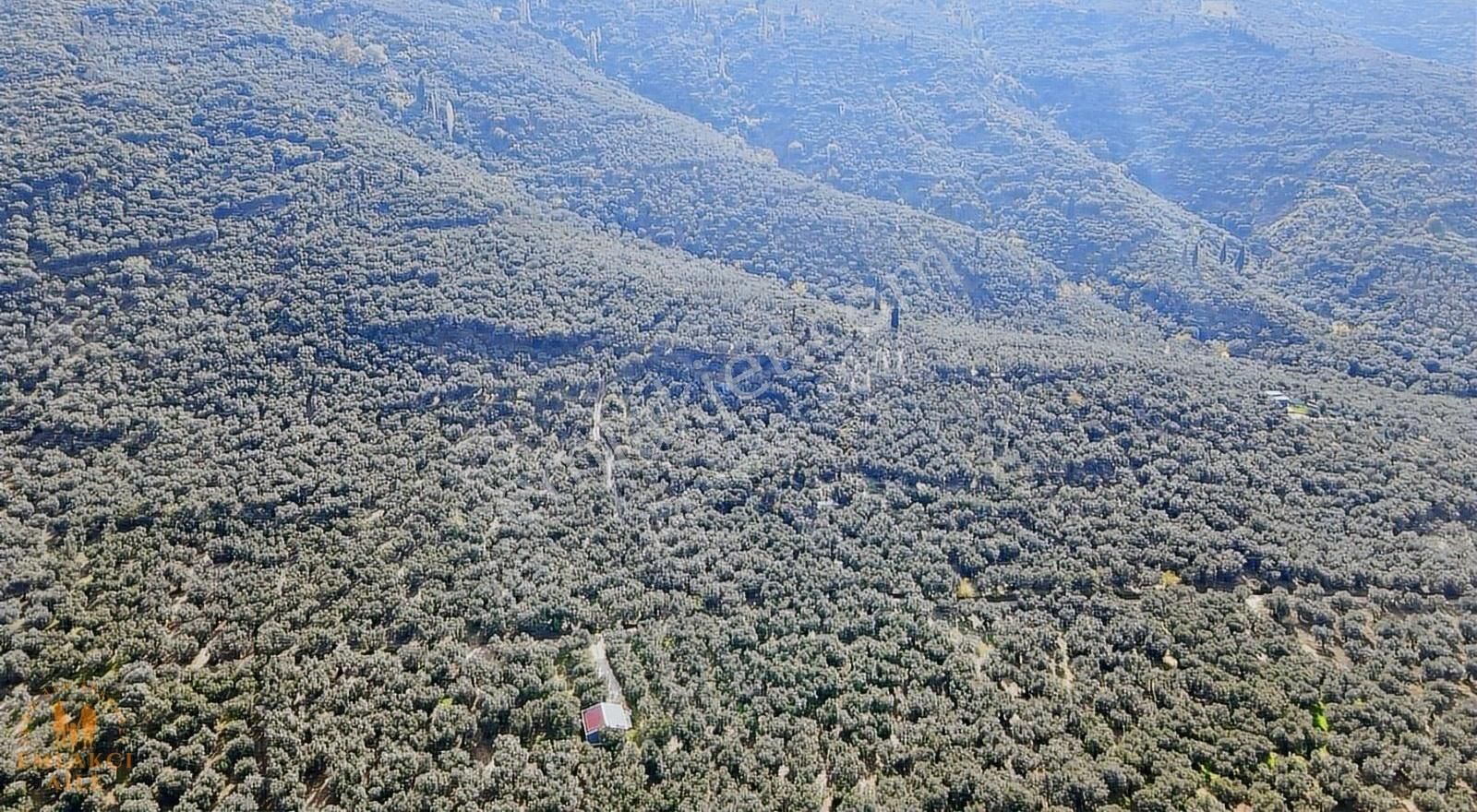 Edincik'te Manzaralı 2300 M² Satılık Zeytinlik - Görsel 22