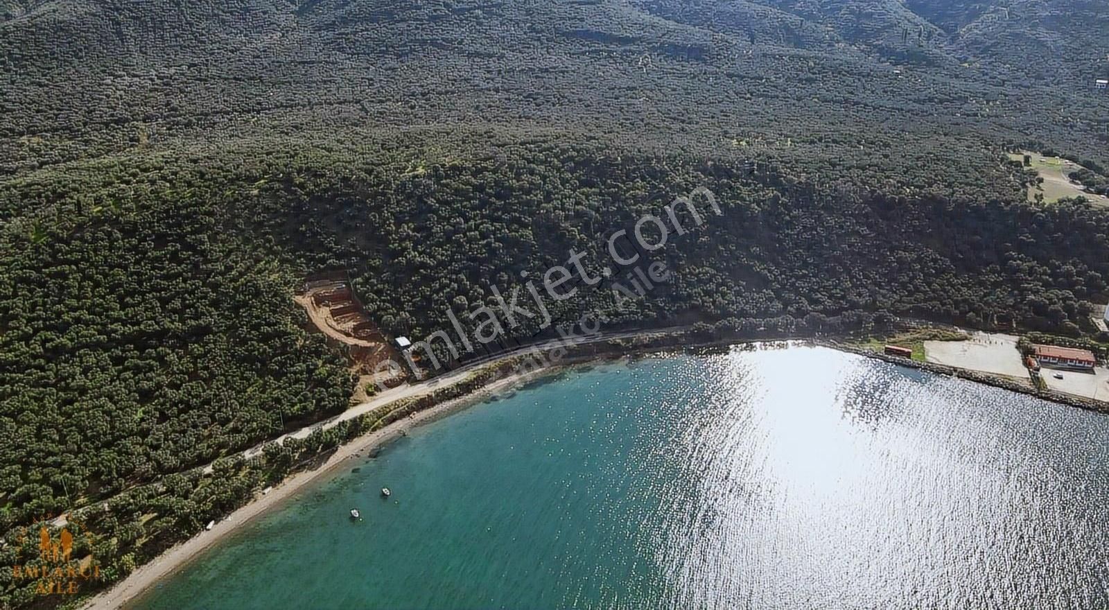 Edincik'te Manzaralı 2300 M² Satılık Zeytinlik - Görsel 13