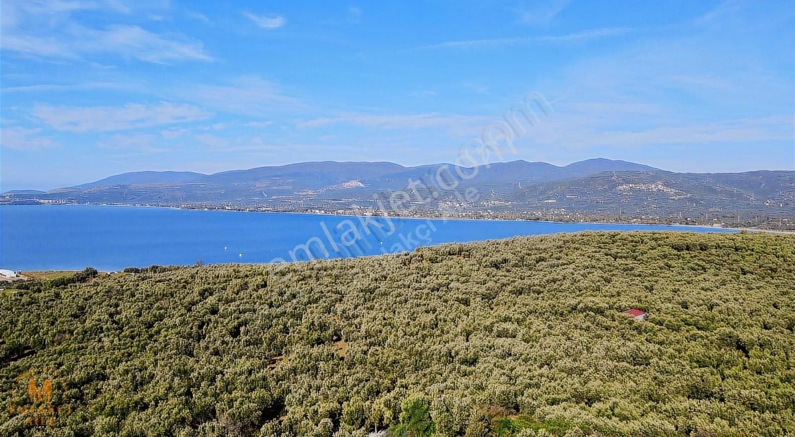 Edincik'te Manzaralı 2300 M² Satılık Zeytinlik - Görsel 9