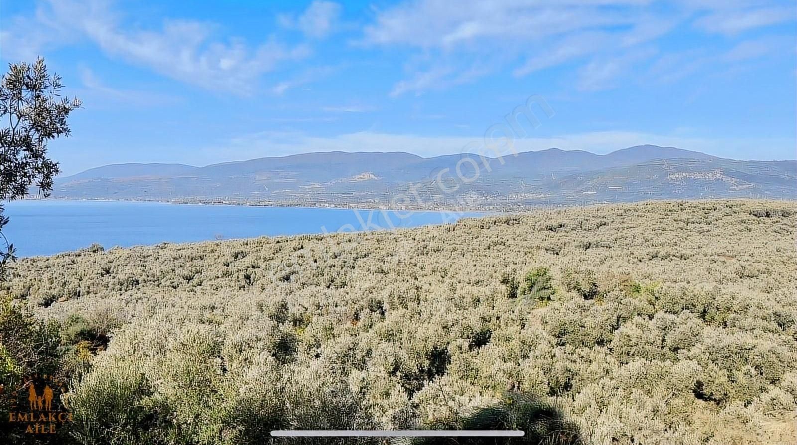 Edincik'te Manzaralı 2300 M² Satılık Zeytinlik