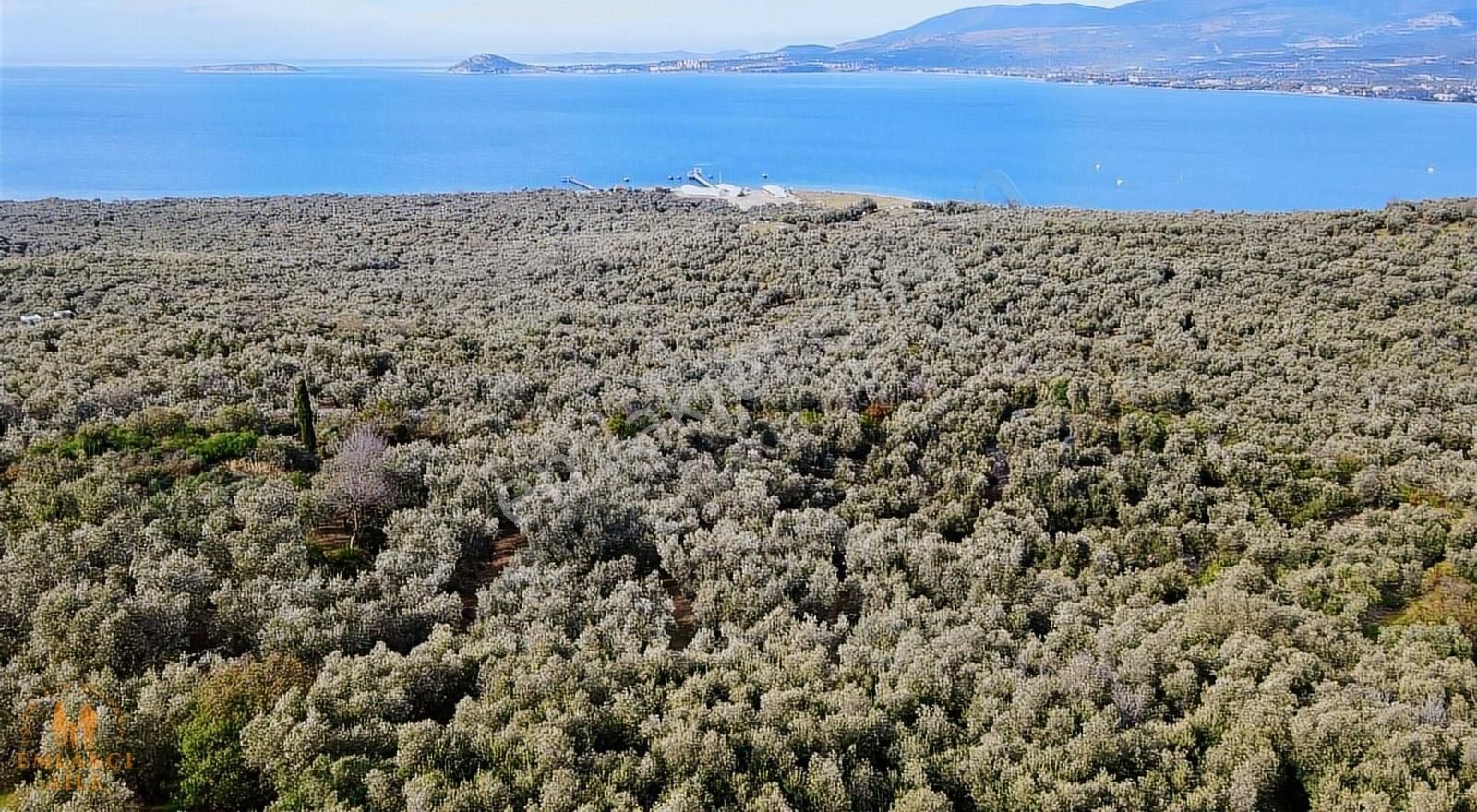 Edincik'te Manzaralı 2300 M² Satılık Zeytinlik - Görsel 19